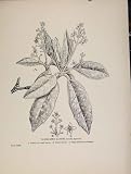 VARIEGATED LAUREL TREES AND SHRUBS BOTANICAL OLD PRINT