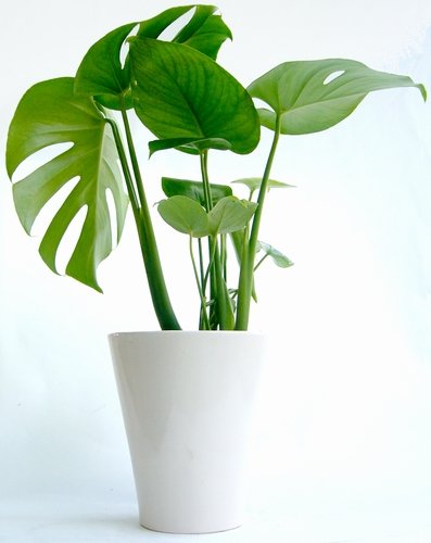 モンステラ５寸陶器鉢