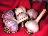 3+ ounces Metechi Garlic Bulbs - FIERY Hot - SALE*