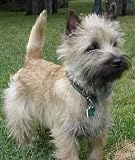 Terrier Grooming: Cairns, Westies and Scotties