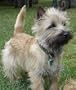 Terrier Grooming: Cairns, Westies and Scotties