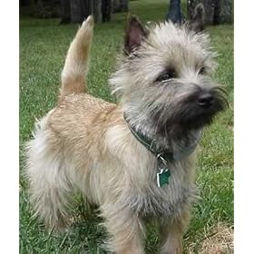 Terrier Grooming: Cairns, Westies and Scotties