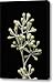 A Seeded Eucalyptus Eucalyptus Cinerea Canvas Print / Canvas Art - Artist Joel Sartore