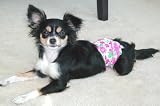 Pink Daisey Designer Dog Diapers - Small Dogs