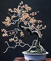 Bittersweet Bonsai Celastrus Scandens