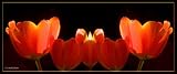 Linda Shier Tulips on Fire 8 x 19 Glossy Print