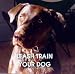Leash Train Your Dog