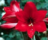 Ackerman Hardy Amaryllis - Hippeastrum - Inside/Out