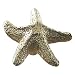 Cabinetry Hardware Solid Brass Starfish Shaped Knob