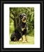 Rottweiler DOG - sitting on grass - Framed Print 20x16 (51x40cm) by Ardea