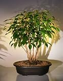 Bonsai Boy's Ficus Bonsai Tree Forest Group ficus benjamina Bonsai Boy's Ficus Bonsai Tree Forest Group ficus benjamina