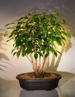 Bonsai Boy's Ficus Bonsai Tree Forest Group ficus benjamina