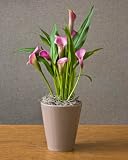 Mini Spring Calla Lily