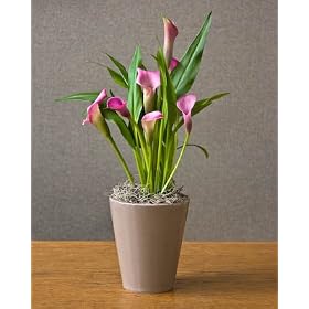 NEW! Mini Spring Calla Lily