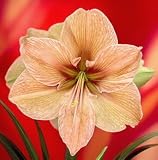 Amaryllis Exotica - New