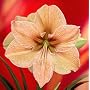 Amaryllis Exotica - New