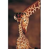 Tenderness (Giraffe with Baby) Art Poster Print - 24x36