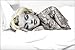 MARILYN MONROE with tattoo UNIQUE BODY ART collectors poster 24X36 HOT NEW