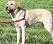 Easy Walk Harness, Size: Medium