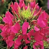 Cleome Rose Queen Seed Pack