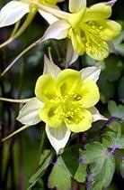 Denver Gold Columbine Perennial 8 Plants - Aquilegia *CLOSEOUT SALE*