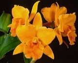 Blc Malworth 'Orchidglade' FCC/AOS x Blc Carolina Orange D'Or 'Lenette' AM/AOS