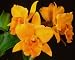 Blc Malworth 'Orchid Glade' x ... LIMIT ONE (Orchid with orange, peach and golden flowers)