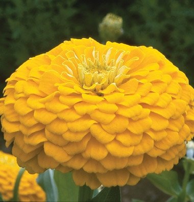 Flower Zinnia Benary's Giant Golden Yellow D1364A (Yellow) 50 Seeds by David's Garden Seeds Flower Zinnia Benary's Giant Golden Yellow D1364A (Yellow) 50 Seeds by David's Garden Seeds