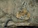 Baby Viscacha in Full Stretch in Front of its Resting Mother Photographic Poster Prin...