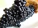 Black Lumpfish Caviar 'Malossol' 1.75 oz. / 50 gr.