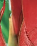Wallmonkeys Peel and Stick Wall Decals - Guzmania Detail - Removable Graphic