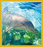 Dolphin with Reef Bookmark