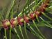 Tiny Bright Red Flowers Cluster around the Stem of an Aquatic Plant Photographic Poster Print by Jason Edwards, 24x18