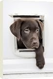 Canvas Prints of Chocolate Labrador Dog from Rspca
