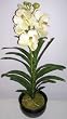 28" Potted Royal Phaleonopsis Orchid (Cream)