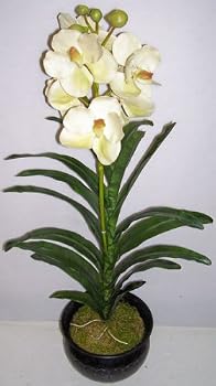 28" Potted Royal Phaleonopsis Orchid (Cream)