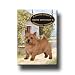 Norwich Terrier A House Is Not A Home Fridge Magnet No 1