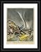 TORNADO, AUSTRALIA - Official Framed Print 16x12 (40x30cm) by Mary Evans