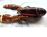 CAS(<strong>キャス</strong>)冷凍 フランス ブルターニュ産 オマール海老 1匹 約450g~550g