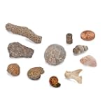 "Explore Real Fossils" Beginner Science Discovery Kit