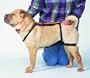 Classic Pet Products No Jump Harness