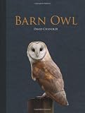 Barn Owl