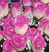 41v9WU2NtzL. SL75  Silk Wedding Flowers
