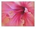 Hibiscus Hiatus Giclee Poster Print by dilip patel, 16x20