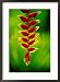 Heliconia Flower, Nadi, Fiji Framed Photographic Poster Print by Peter Hendrie, 21x29