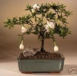 M&M BONSAI GARDENIA2 MED