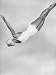 Diver Ann Ross Performing Swan Dive Photographic Poster Print
