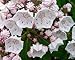 50 MOUNTAIN LAUREL White Pink Red Kalmia Latifolia Shrub Bush Seeds * Comb S/H