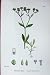 Botany Plants C1902 Common Lamb'S Lettuce Valerianella