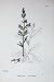 Botany Plants C1902 Acrid Lobelia Urens Flowers Colour